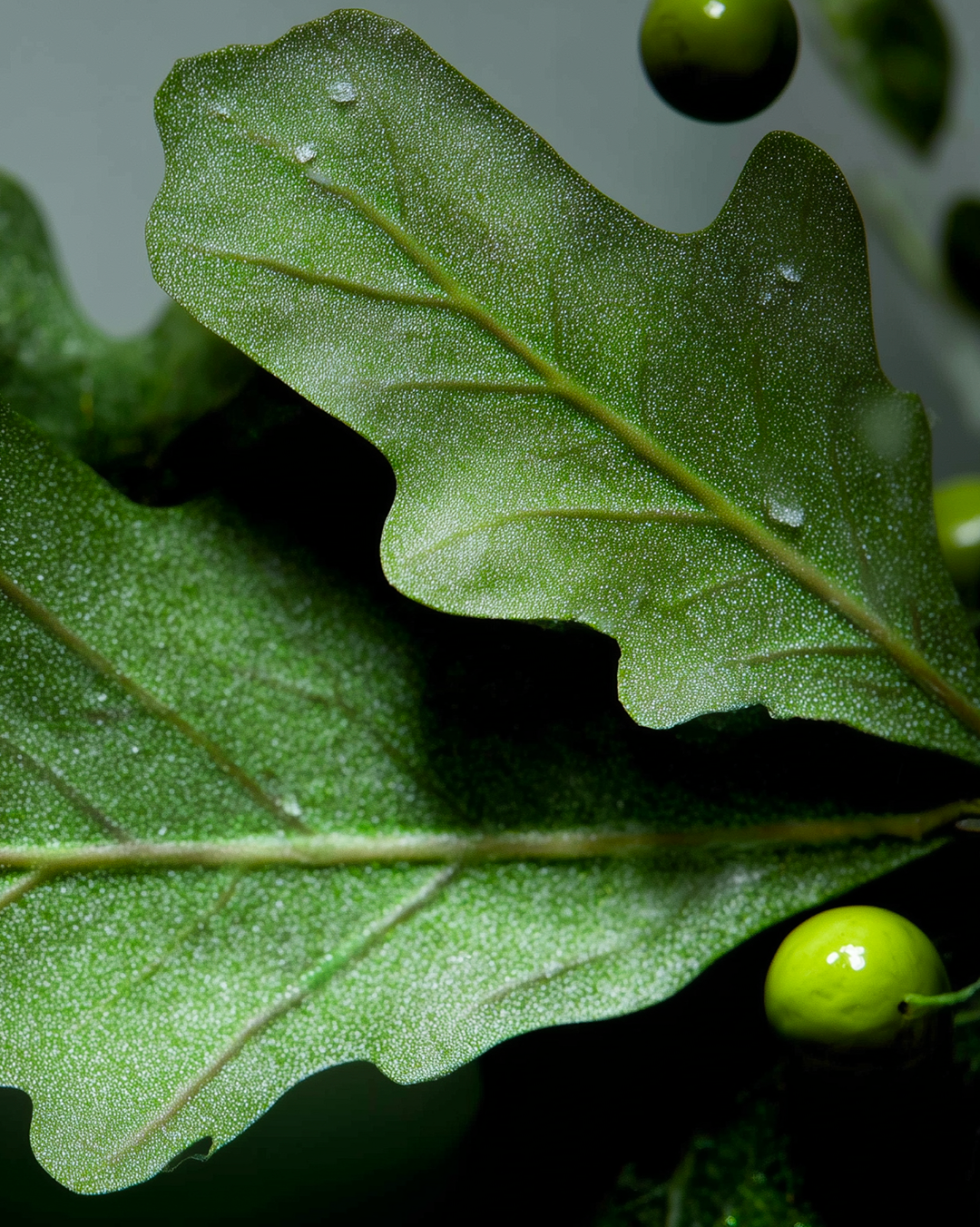 White (Oak) Christmas
