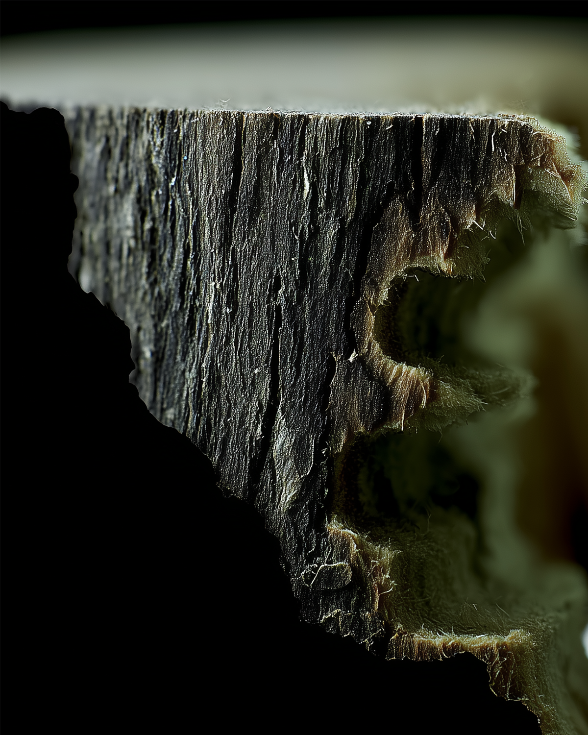 7 Things You Didn’t Know About Wood